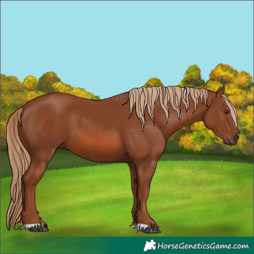 Horse Color:Chestnut 