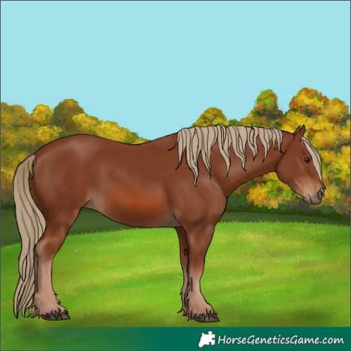 Horse Color:Chestnut 