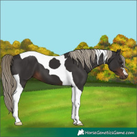Horse Color:Liver Chestnut Tobiano 