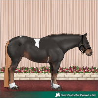 Horse Color:Liver Chestnut Tobiano 