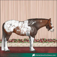 Horse Color:Bay Splash Tobiano Appaloosa and Bay Splash Tobiano Appaloosa