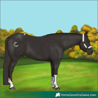 Horse Color:Liver Chestnut Tobiano