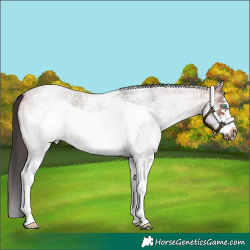 Horse Color:White Spotted Bay Roan Frame 