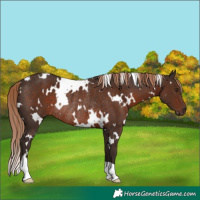 Horse Color:White Spotted Liver Chestnut Rabicano 