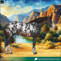 Horse Color:Brown Splash  and Brown Sabino Splash Near Leopard 