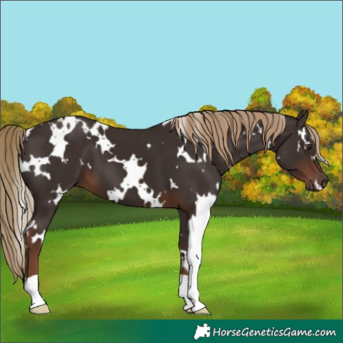 Horse Color:White Spotted Liver Chestnut 