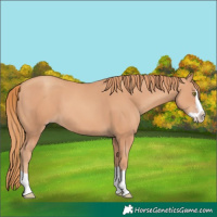 Horse Color:Gold Champagne Splash 
