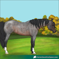 Horse Color:Brown Roan