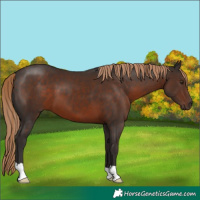 Horse Color:Liver Chestnut