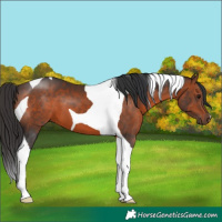 Horse Color:Brown Tobiano 