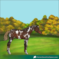 Horse Color:White Spotted Liver Chestnut