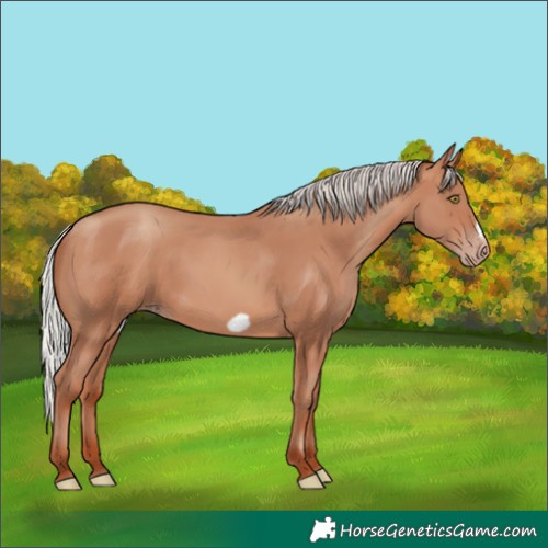 Horse Color:Silver Sable Champagne Frame