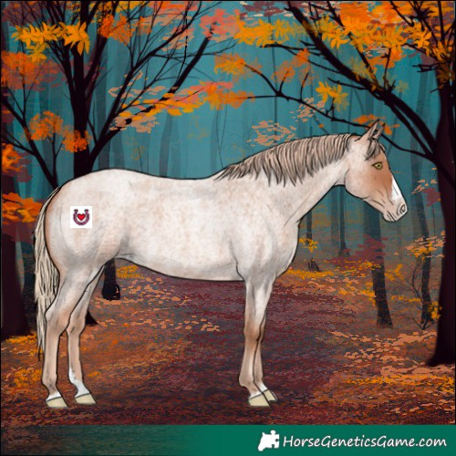 Horse Color:Gold Champagne Roan Splash 