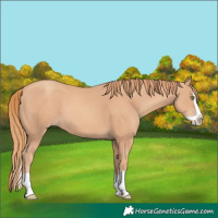 Horse Color:Gold Champagne Splash 