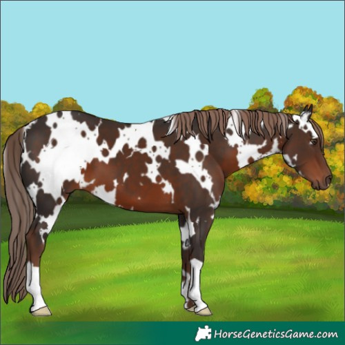 Horse Color:White Spotted Liver Chestnut 