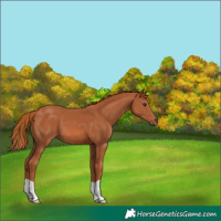 Horse Color:Chestnut 
