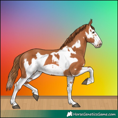 Horse Color:Chestnut Splash Frame  and Chestnut Splash Frame 