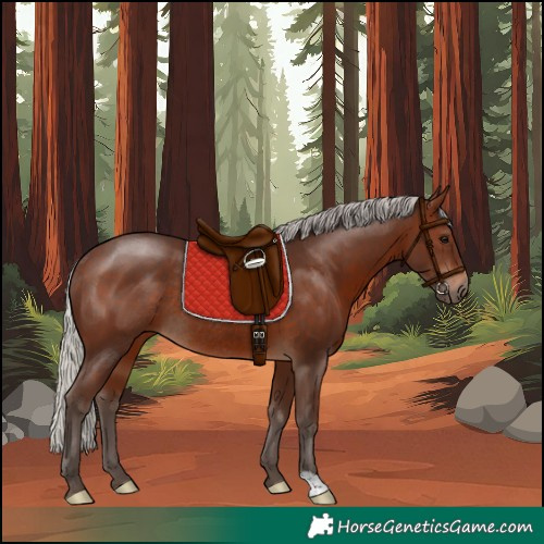 Horse Color:Silver Brown Rabicano 