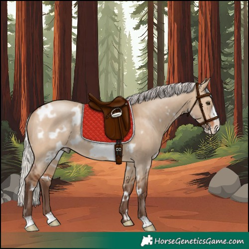 Horse Color:White Spotted Silver Bay Dun Frame Rabicano 