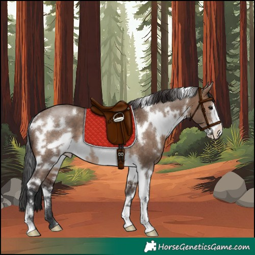 Horse Color:White Spotted Brown Dun Frame Rabicano 