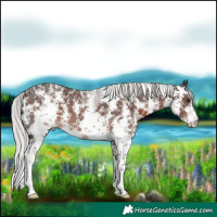 Horse Color:Silver Brown Sabino Rabicano