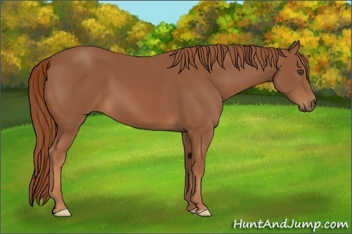 Horse Color:Unknown 