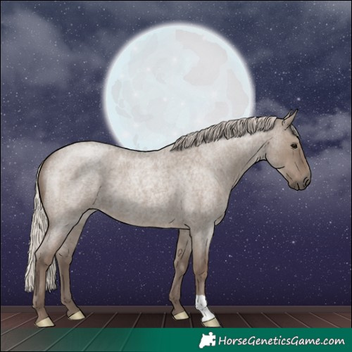 Horse Color:Silver Grullo Roan