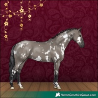 Horse Color:White Spotted Grullo 
