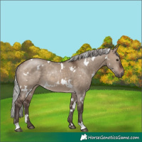 Horse Color:White Spotted Silver Brown Dun Rabicano 