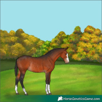 Horse Color:Brown Rabicano 