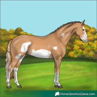 Horse Color:Chestnut Splash Frame 