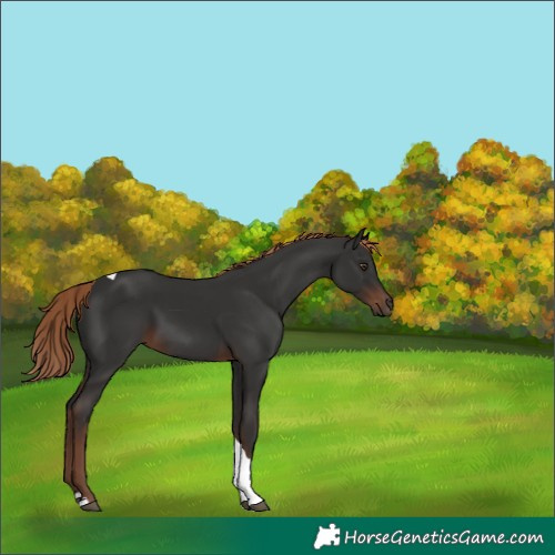 Horse Color:Liver Chestnut Tobiano 