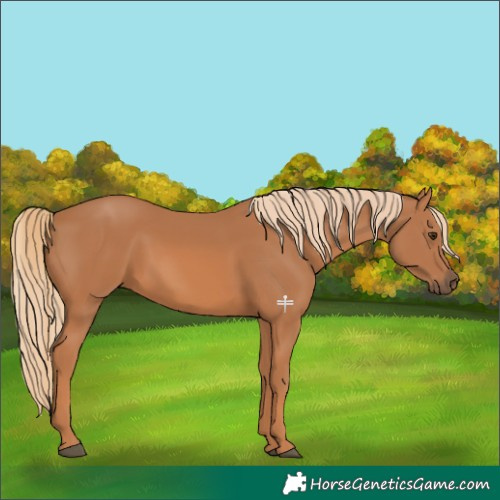Horse Color:Chestnut Rabicano 