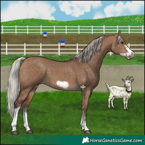 Horse Color:Silver Bay Dun Sabino Tobiano Frame Rabicano 