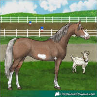 Horse Color:Silver Bay Dun Sabino Tobiano Frame Rabicano 