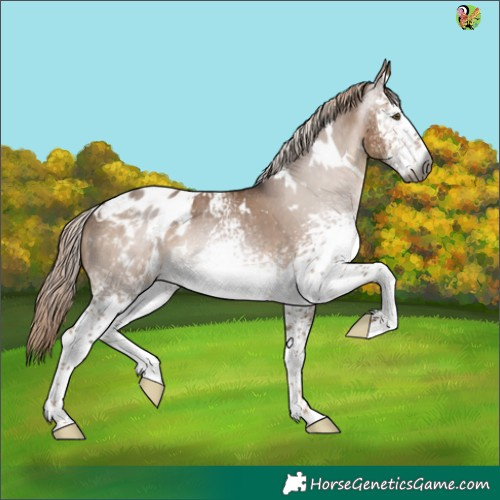 Horse Color:Gray White Spotted Liver Red Dun Appaloosa 