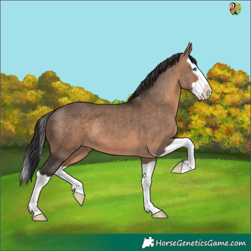 Horse Color:Brown Dun Splash 