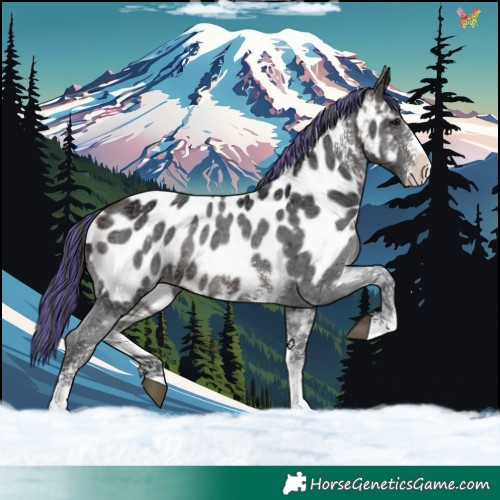 Horse Color:Painted Brown Ice Sabino Near Leopard 