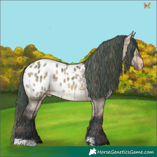 Horse Color:Plaid Brown Dun Appaloosa