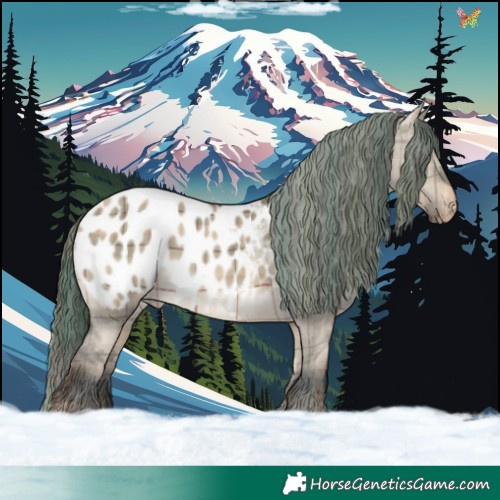 Horse Color:Plaid  Brown Dun Appaloosa 