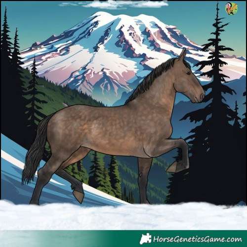 Horse Color:Brown Dun 