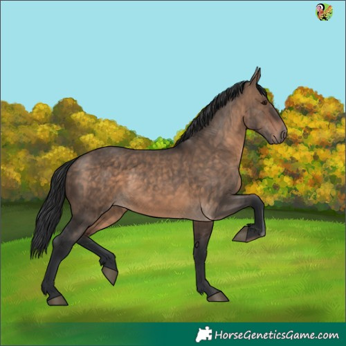 Horse Color:Brown Dun 