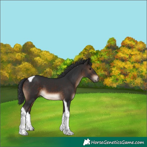 Horse Color:Brown Tobiano 