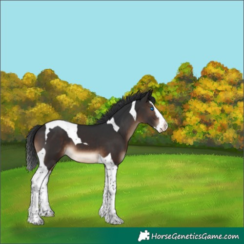 Horse Color:Brown Splash Tobiano 