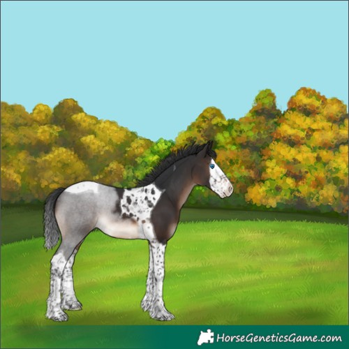 Horse Color:Brown Splash Tobiano 