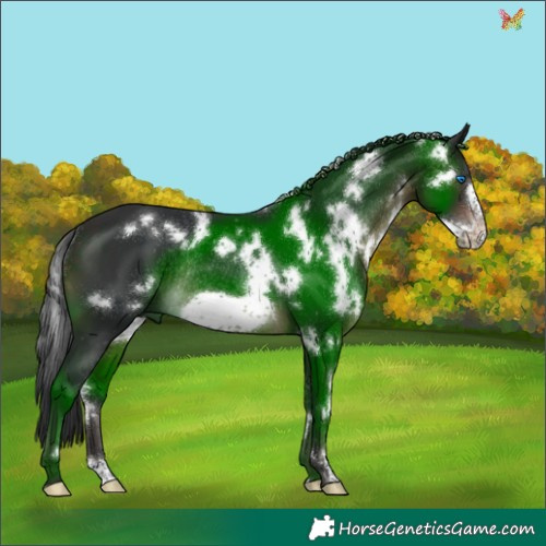 Horse Color:White Spotted Brown Frame Rabicano 