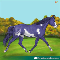Horse Color:Watercolor Black Frame Rabicano