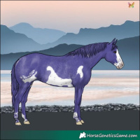Horse Color:Watercolor Black Frame Rabicano 