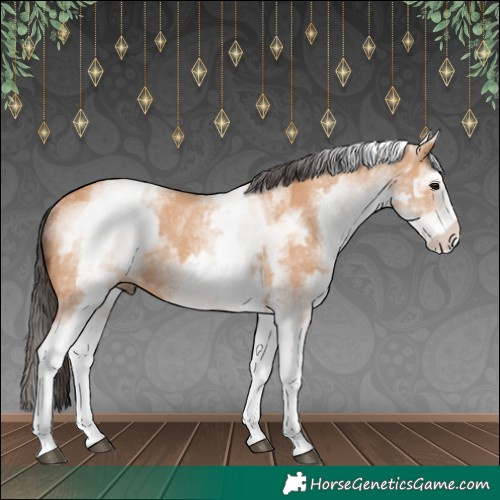 Horse Color:White Spotted Bay Dun Rabicano  and White Spotted Bay Dun Rabicano 