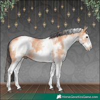 Horse Color:White Spotted Bay Dun Rabicano  and White Spotted Bay Dun Rabicano 